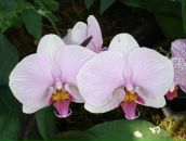 Фотография Кудряшкиной Светланы