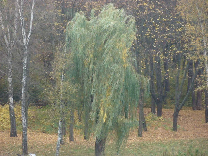 Igor Oleksenko фотография #43