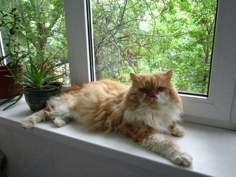 Кот Барсик фотография #25