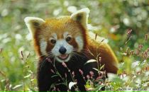 Данил Смирнов фотография #42 (источник - https://vk.com/id532575)