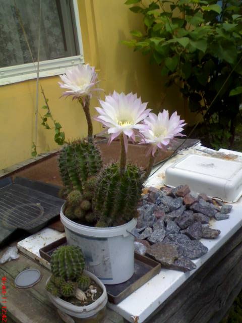 Виктория Файда фотография #39