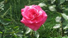 Наталія Торчинська фотография #33 (источник - https://vk.com/id11291283)