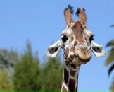 Фотография Коноплёва Дениса