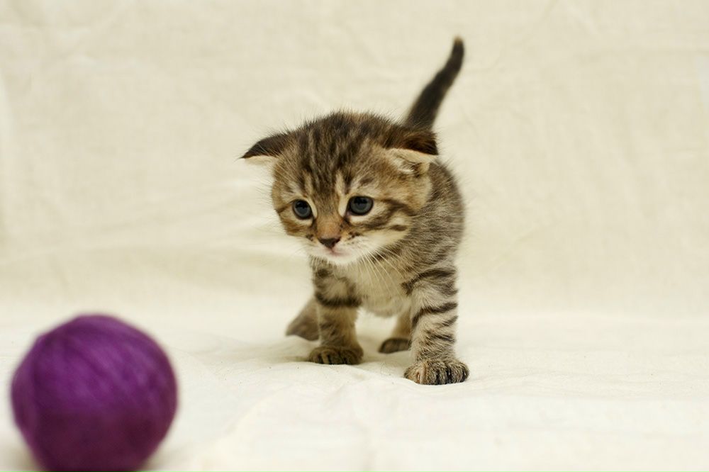 Дмитрий Пафик фотография #32