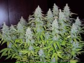 Фотография Bokov Denis