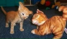 Фотография Косенкова Андрея