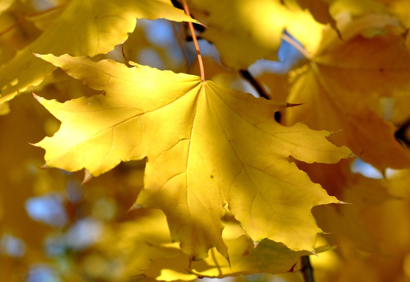 Antony Jwl фотография #9