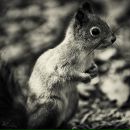 Фотография Konstantinova Daria