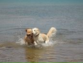 Mehmet Bitik фотография #12 (источник - https://vk.com/id2276688)