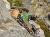 Фотография Фомичев Василий