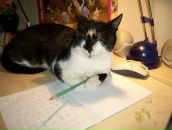 Іван Алмаші фотография #45 (источник - https://vk.com/id89643469)