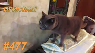 Приколы июль 2019 №477