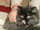 Stella Ostermann фотография #31 (источник - https://vk.com/id646987)