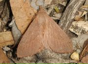 Muddy Lady фотография #35 (источник - https://vk.com/id4768656)