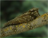 Фотография Мельниковой Людмилы