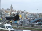 Илья Букеев фотография #39 (источник - https://vk.com/id1196595)