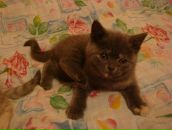 Фотография Лазаревой Анны