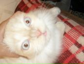 Ольга Селиванова фотография #17 (источник - https://vk.com/id878078)