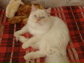 Ольга Селиванова фотография #16 (источник - https://vk.com/id878078)