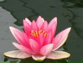 Фотография Захаровой Ангелины