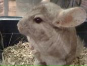 Фотография Джулай Олеси