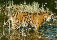 Вероніка Вайда фотография #3 (источник - https://vk.com/id101591015)