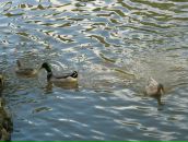 Илья Козлов фотография #43 (источник - https://vk.com/id1753466)