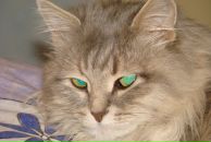 Фотография Матвеевой Анастасии