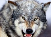 Віталя Хмура фотография #9 (источник - https://vk.com/id38357008)