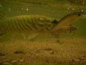 Дмитрий Supafly фотография #1