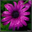 Вікусік Кукусік-Паленга фотография #30 (источник - https://vk.com/id170560536)