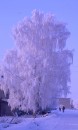 Фотография Альковой Нелли