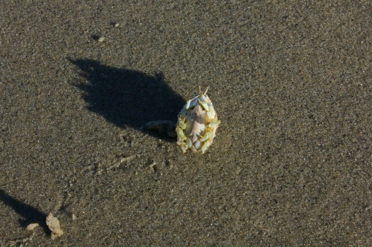 Глеб Петров фотография #27