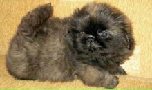 Фотография Вонифатьев Евгений