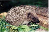 Андрій Марків фотография #5 (источник - https://vk.com/id98262675)