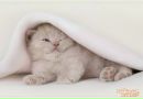 Ірина Козак фотография #15 (источник - https://vk.com/id166861845)