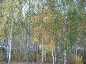 Неля Загородня(іваниця) фотография #42 (источник - https://vk.com/id75673563)